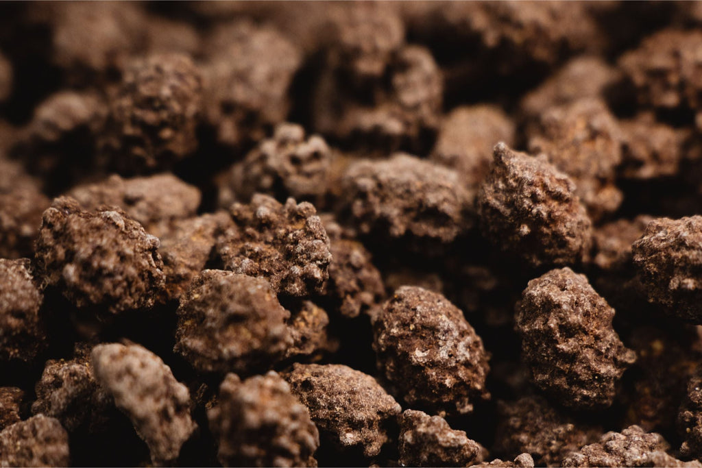Choconuts