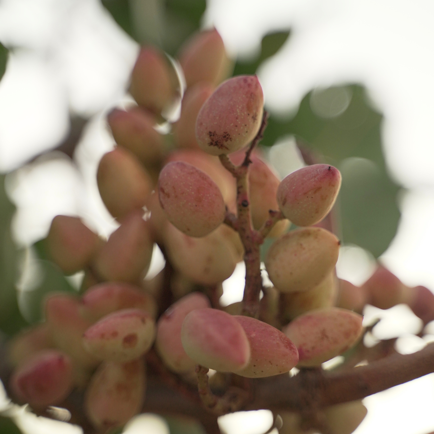 Pistacho Naranja