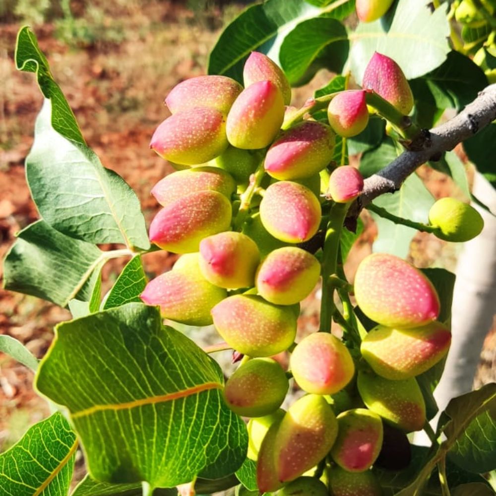 
                  
                    árbol de pistachos pistachero
                  
                