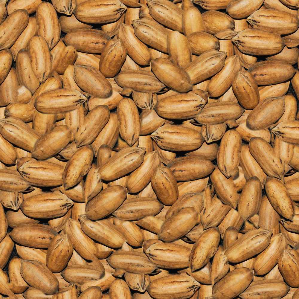 nueces pecanas cáscara naturales