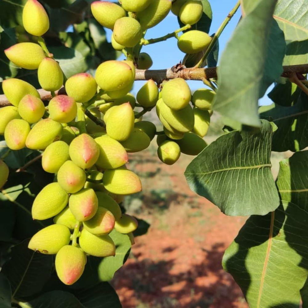 pistachos españoles plantación
