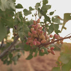 Pistacho Jumbo sin sal (tostado natural)