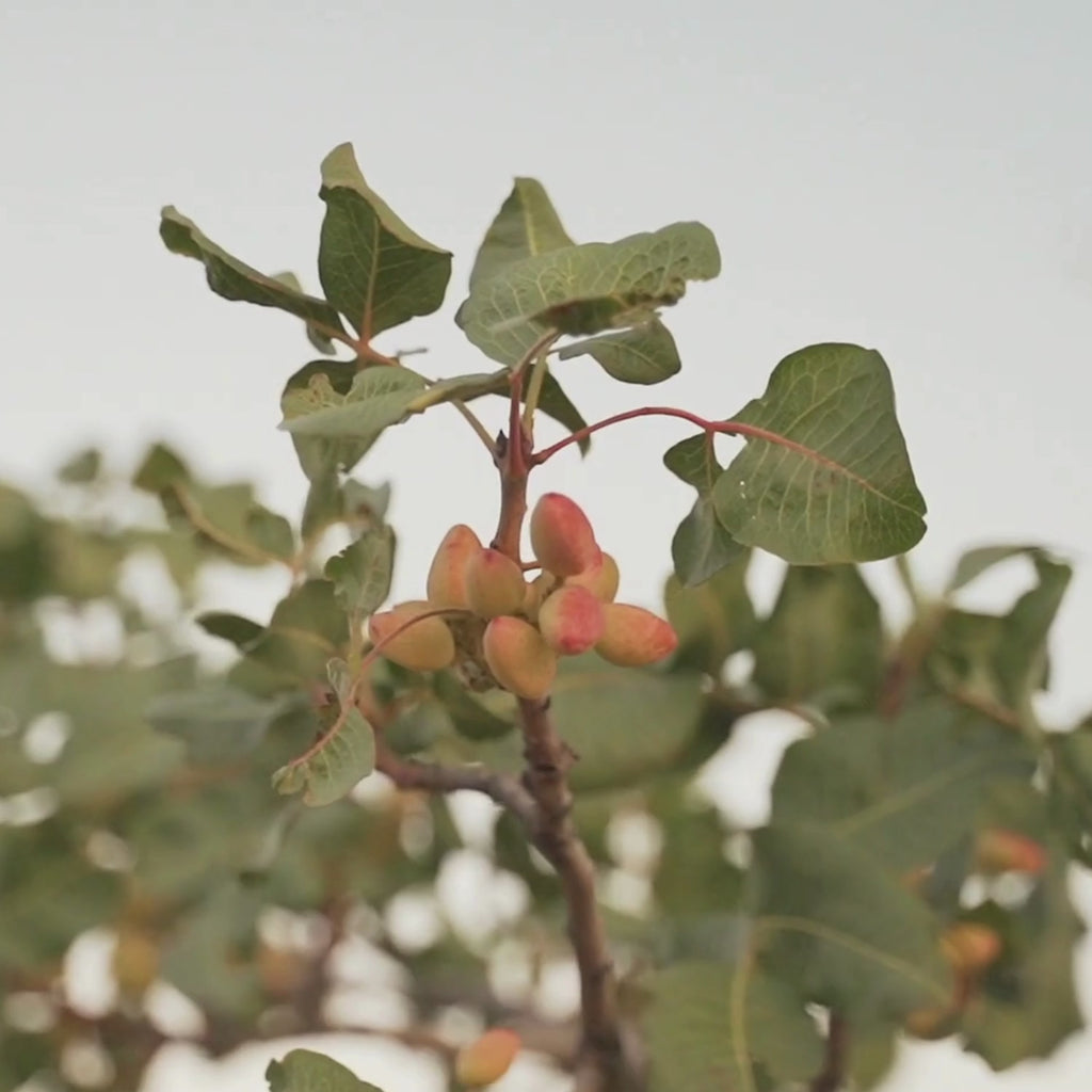 Pistachio grain from La Mancha EVOO&amp;SAL (new formula)