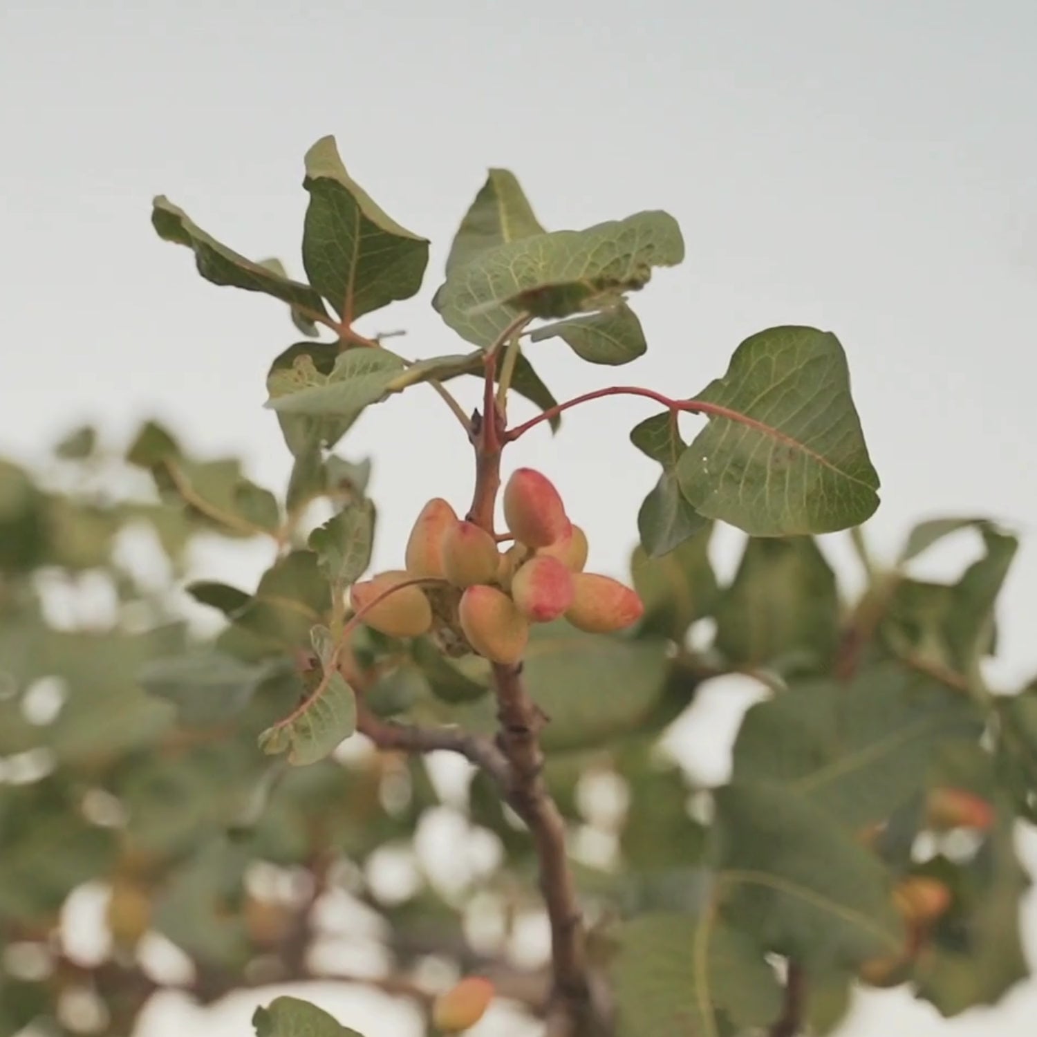 Pistacho AOVE&SAL