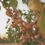 Raw pistachio grain from La Mancha (Rich in vitamins and minerals)