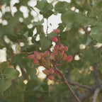 Pistacho grano sin sal (tostado natural)